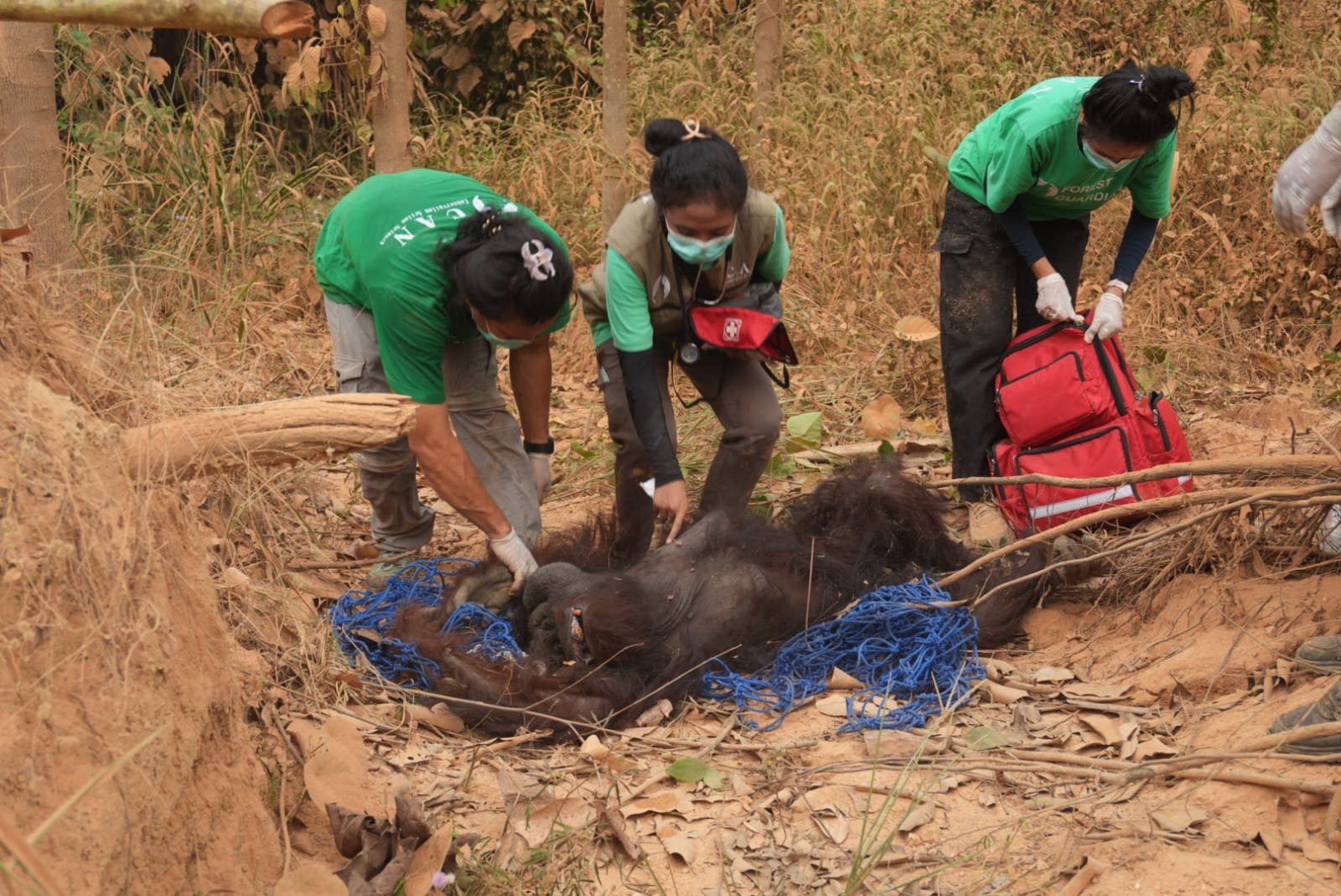 Kondisi fisik orang utan jantan berusia sekitar 25 tahun yang diperiksa oleh tim medis setelah berhasil diamankan pada 17 September 2026.